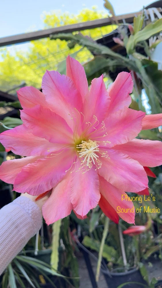 Pink orchid cactus flower with layered petals and pale yellow stamens