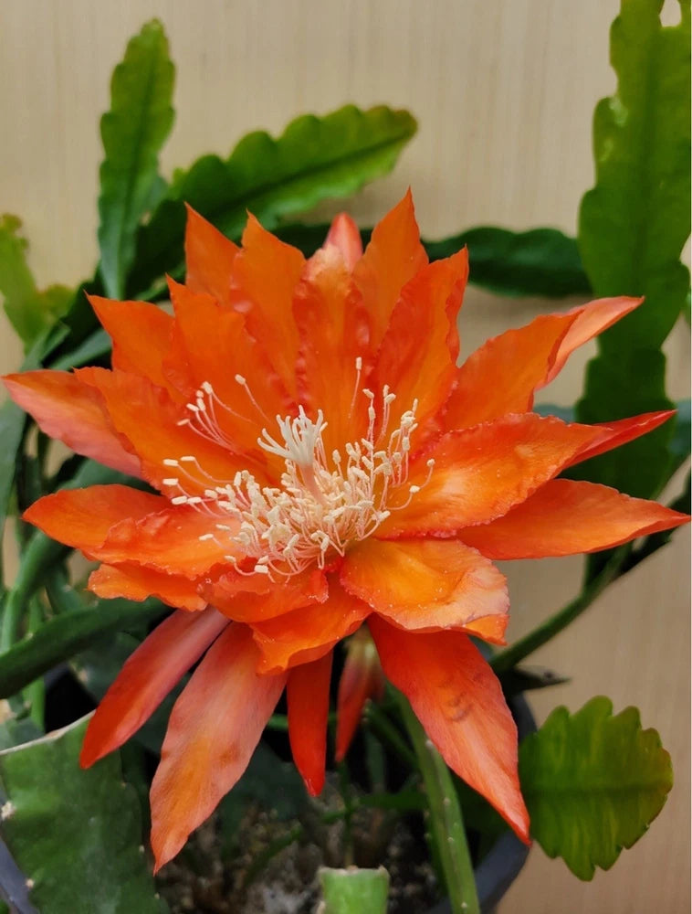 Mary Mattijezt Epiphyllum in 4 inch pots / X Large Flowers / Epicactus Orchids