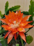 Mary Mattijezt Epiphyllum in 4 inch pots / X Large Flowers / Epicactus Orchids
