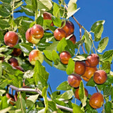Shanxi Li Jujube chinese Date Ziziphus jujuba live plant / seeds fast grow bulk,to Orchids