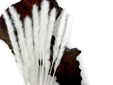10 Pieces 18-20" Bleached White Preserved Reed Pampas Grass Dried Botanical Pampas Grass