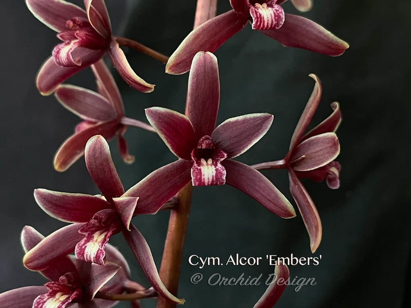 Cymbidium orchid flowers, deep maroon petals with pale speckled centers