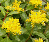 SEDUM AIZOON STONECROP Sedum Aizoon - 200 Bulk Seeds Garden Plants