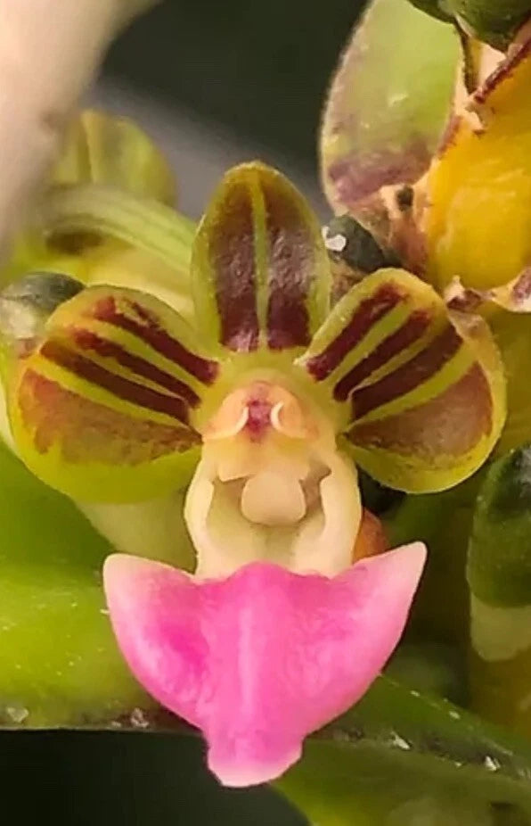 Yellow-green orchid flower with brown streaks and pink curled lip