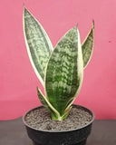 Sansevieria White Twisty Ð Rare Variegated Snake Plant Green Plant