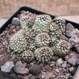 D3584 COPIAPOA TENUISSIMA pot12-H6-W9 cm MaMa Cactus Green Plant