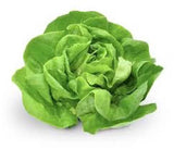 1000+ All Year Round Butterhead Lettuce  Seeds   NEW Season Garden Plants