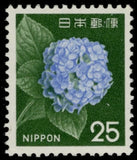 JAPAN 882 - Cultural Heritage "1966 Hydrangea Flowers" (pc48705) Hydrangea