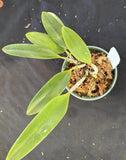 Orchid live Laelia praestans "Santa Teresa"- bare root Orchids