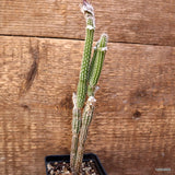 D4039 WILCOXIA POSELGERI pot7-H21-W4 cm MaMa Cactus Green Plant