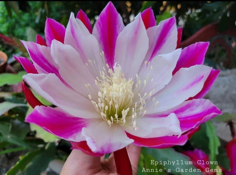 Orchid cactus flower with white and magenta layered petals and yellow center