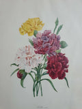 PJ Redoute Oeillet Variete Carnation Bouquet Flowers Print Botanical Floral Art Carnation