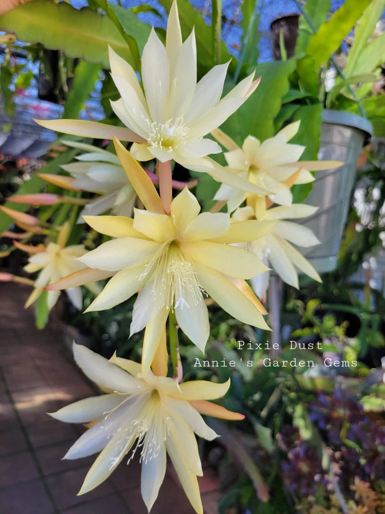 Orchid unrooted cuttings with cream, star-shaped blooms