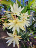 Epiphyllum Pixie Dust Unrooted Cuttings - 8 to 10 inches long Orchids