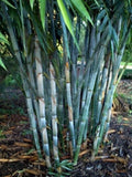 50 Blue Bamboo Seeds Privacy Plant Garden Clumping Exotic Shade 383 US SELLER Garden Plants