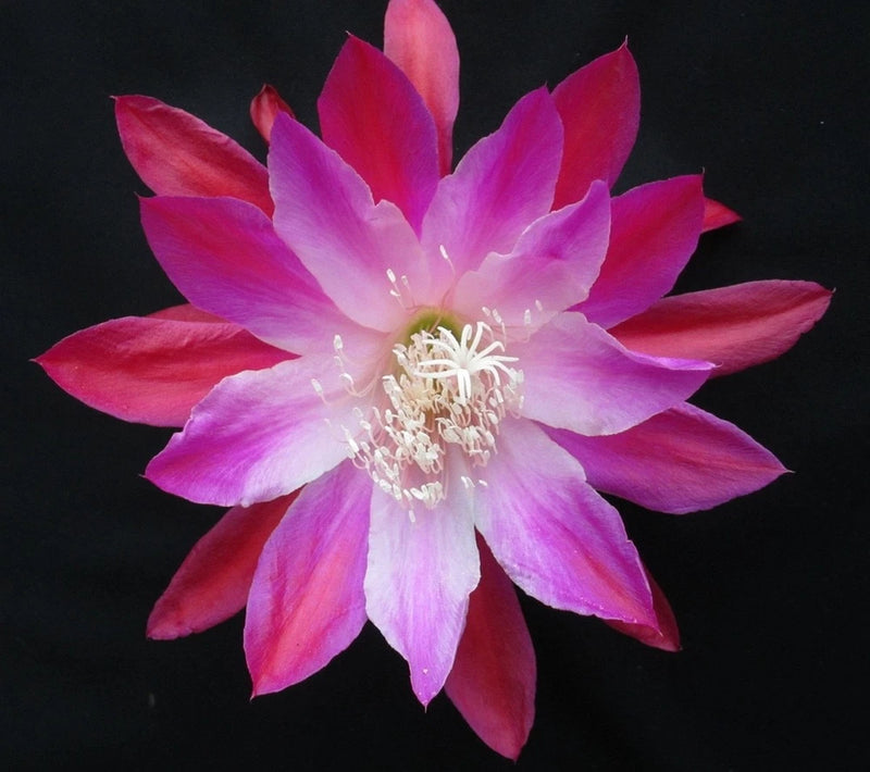 Pink and magenta epiphyllum orchid bloom with pale center and long white stamens