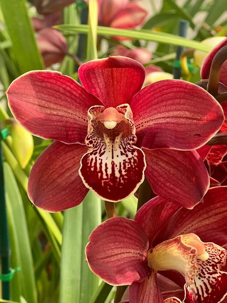 Red Cymbidium 5 in pot orchid with speckled cream lip