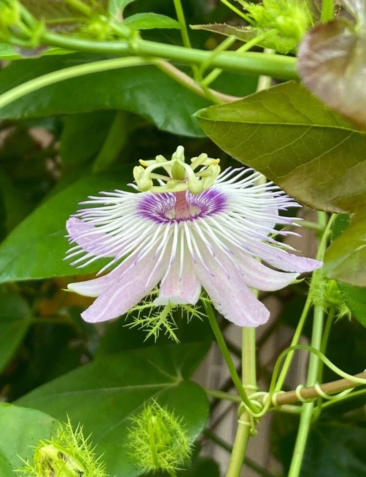 Passiflora incarnata flower with purple-and-white petals and green leaves