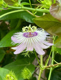 Passiflora/Incarnata-15 Cuttings 7 Inches  (no Roots, No Soil) Garden Plants