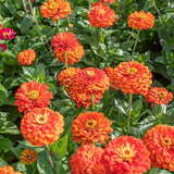250+ ORANGE KING ZINNIA SEEDS NON - GMO FRESH FOR YOUR FLOWER GARDENS Garden Plants