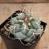D3917 THELOCACTUS HEXAEDROPHORUS pot8-H6-W8 cm MaMa Cactus Green Plant