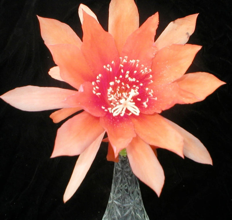 Peach-orange orchid cactus flower with red center and long petals