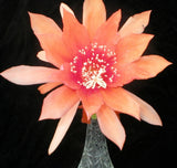 Epiphyllum, Orchid Cactus, " PEACH MELBA ", Don's Quart pots APRIL/1 Orchids