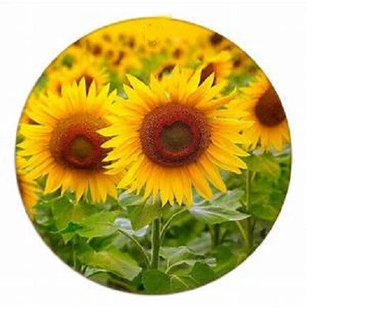 Sunflower flower pendant with yellow blooms and green leaves in a round design