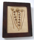 Antique Dried Flower Collage In 19th C. Mahogany Veneered Wooden Picture Frame Dried Flower