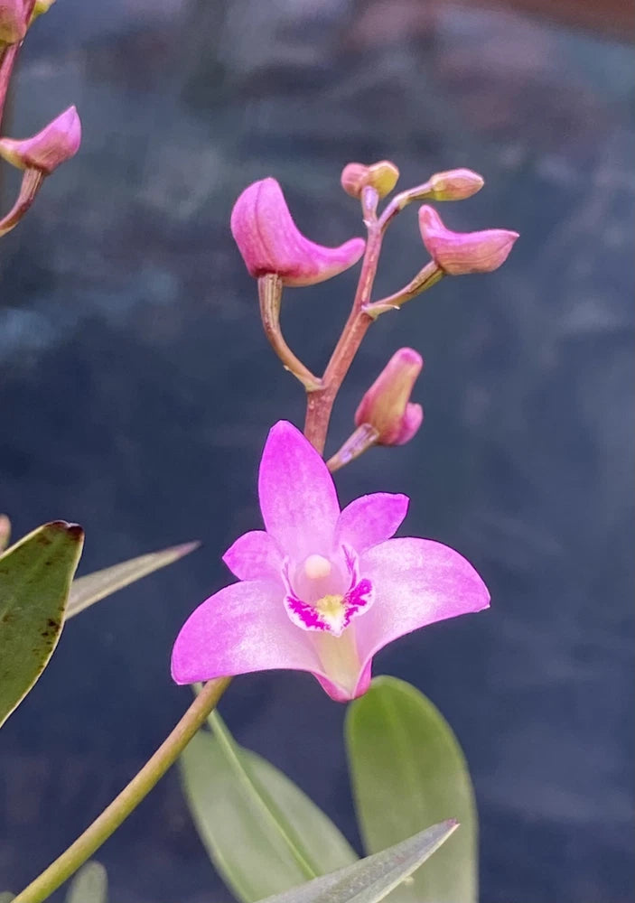 Miniature orchid flower spike with pink-purple blossoms and green leaves