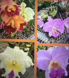 ORCHID PLANTS cattleya 3 in pot you pick color no buds surp Orchids