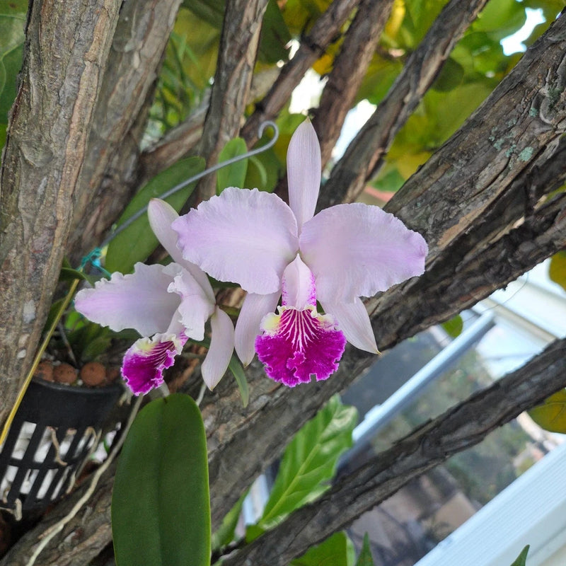 Light purple orchid flowers with magenta center lip and green leaves