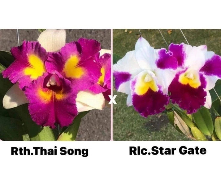 Rth. Thai Song x Rlc. Star Gate Flowering Orchid Plant Purple Yellow White Orchids