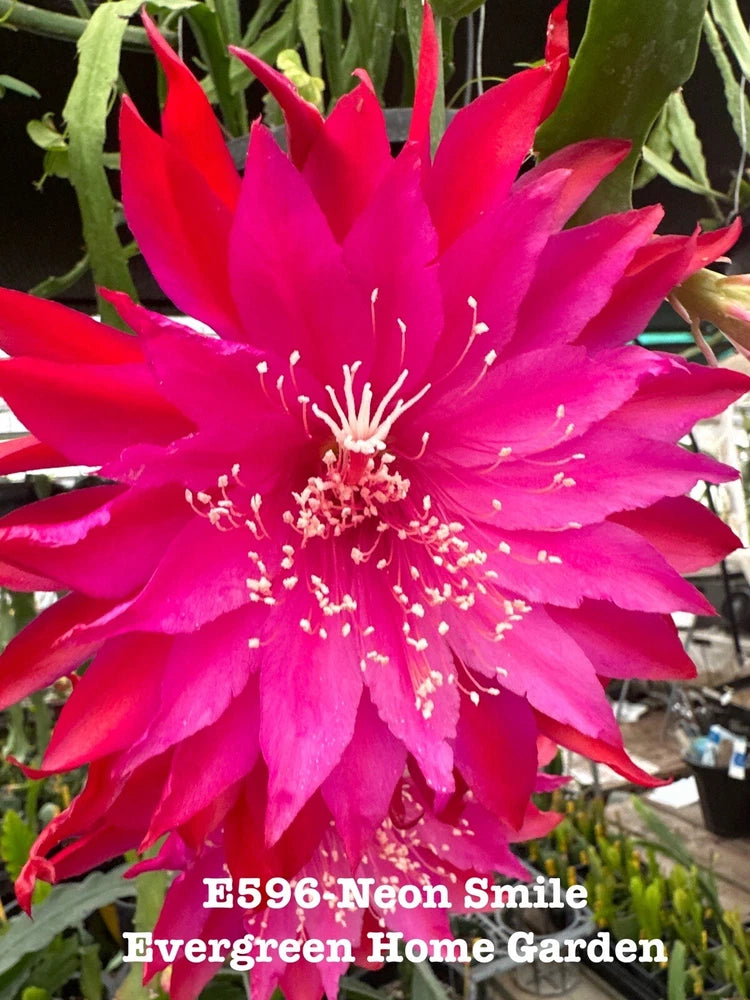 Orchid cactus starter plant with bright pink fuchsia bloom in small pot