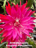 Rooted Epiphyllum Orchid Cactus ÒNeon SmileÓ Growing In 4Ó Starter pot Orchids