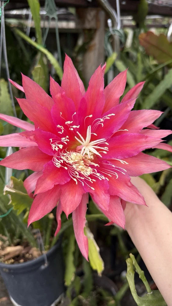 Rooted orchid cactus with vivid pink, star-shaped bloom and pale stamens