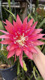 Epiphyllum Orchid Cactus " Crystal Flash"  Rooted Orchids