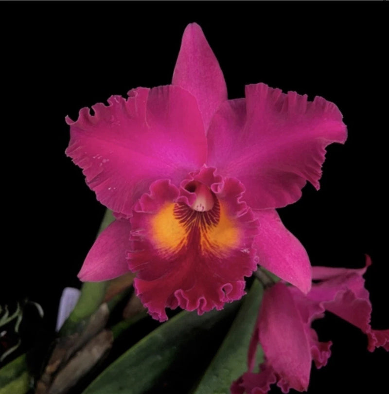 Bright pink orchid flower with ruffled petals, yellow center, green leaves