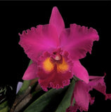 Cattleya Rlc Kalim SmithÕs Kahelelani ÔVolcano QueenÕ Orchid Hybrid 4Ó Pot Orchids