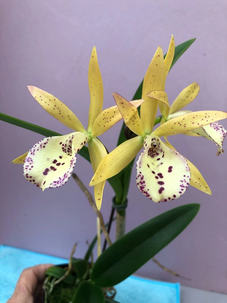 (740) Bc.Hippodamia 'Leopard Spots' x Gur.Aurantiaca 'Spots'    BS Orchids