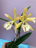 (740) Bc.Hippodamia 'Leopard Spots' x Gur.Aurantiaca 'Spots'    BS Orchids