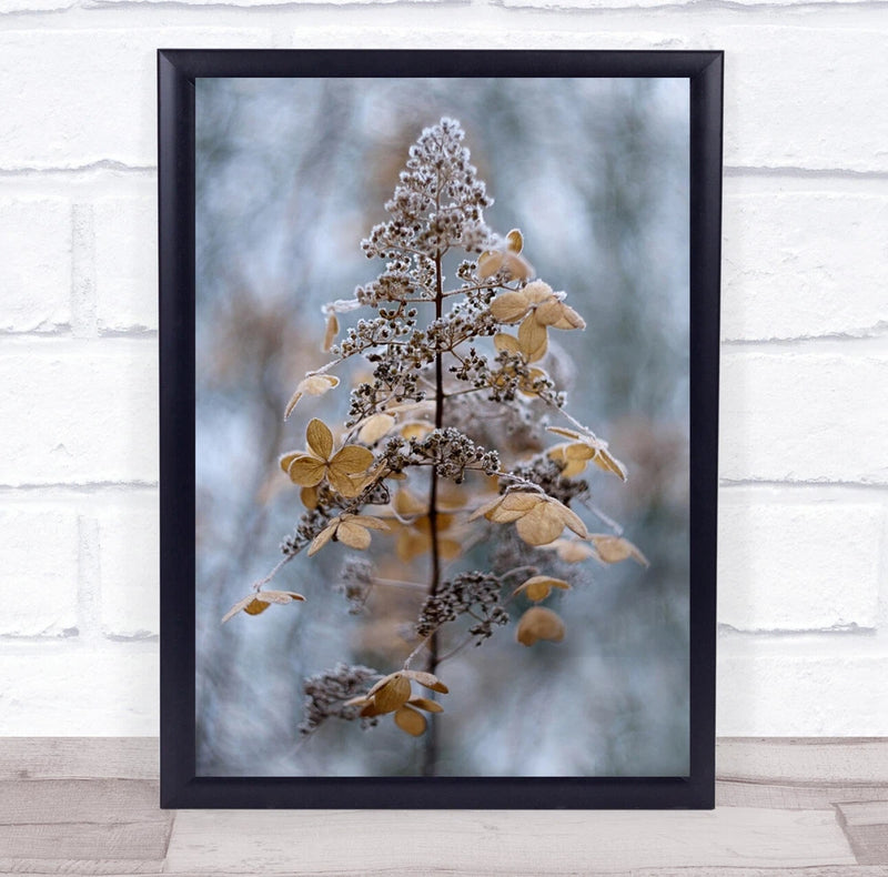 Hydrangea Paniculata Flower Seed Head Frosted Winter Garden Wall Art Print Hydrangea