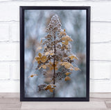 Hydrangea Paniculata Flower Seed Head Frosted Winter Garden Wall Art Print Hydrangea