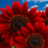 RED SUN SUNFLOWER 30 SEEDS __ | RARE MAROON ¥ CUT FLOWER HEIRLOOM FREE SHIPPING Sunflower