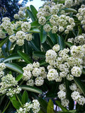 Alstonia scholaris | Scholars & Devil Tree | 20_Seeds Garden Plants