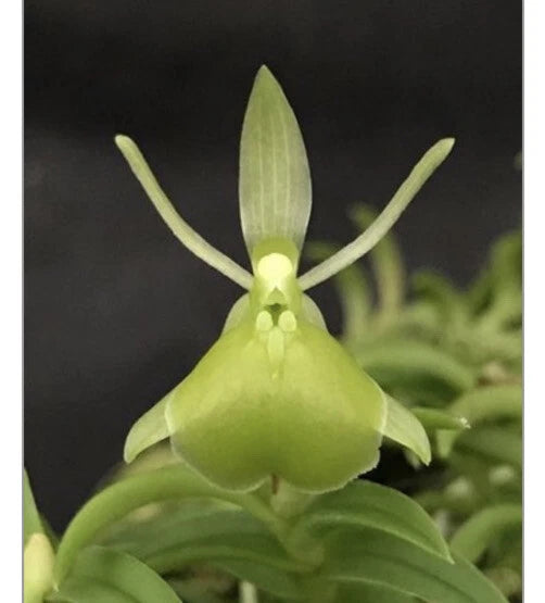 Green orchid bloom with upright bud and spread petals