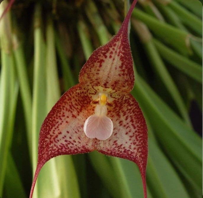 Speckled red and ivory pendulous orchid bloom with yellow center and drooping petals
