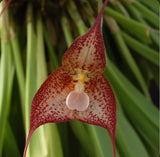 Dracula bella Red Ivory Yellow Spots Pendulous Blooming Orchid Species 4Ó Pot Orchids