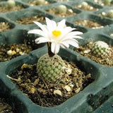 1.3cm Succulent Cactus Plant Turbinicarpus Valdezianu_White Flower_Cactaceae Flowering Plants