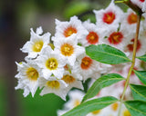 5 YELLOWHORN TREE Xanthoceras Sorbifolium White Yellow Red Fragrant Flower Seeds Flowering Plants
